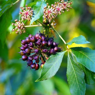 Formula 100% naturală